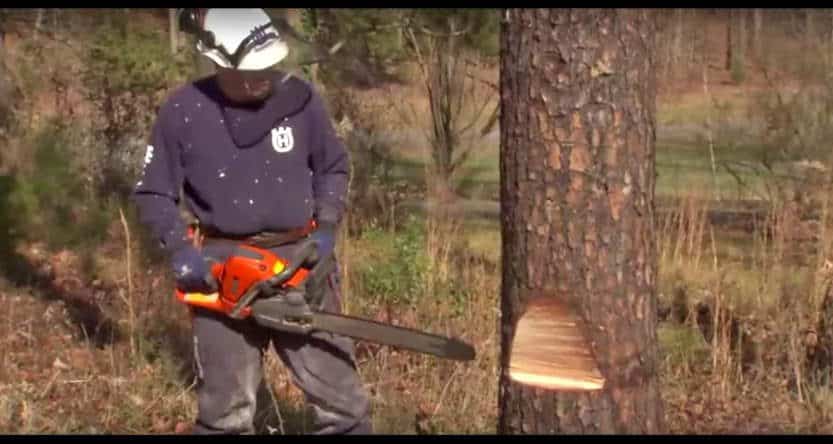 How to cut down a tree with a chain saw