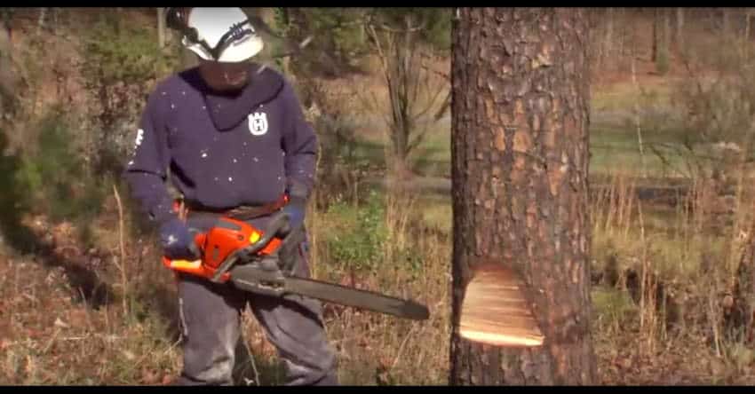 How to Cut Down a Tree with a Chainsaw
